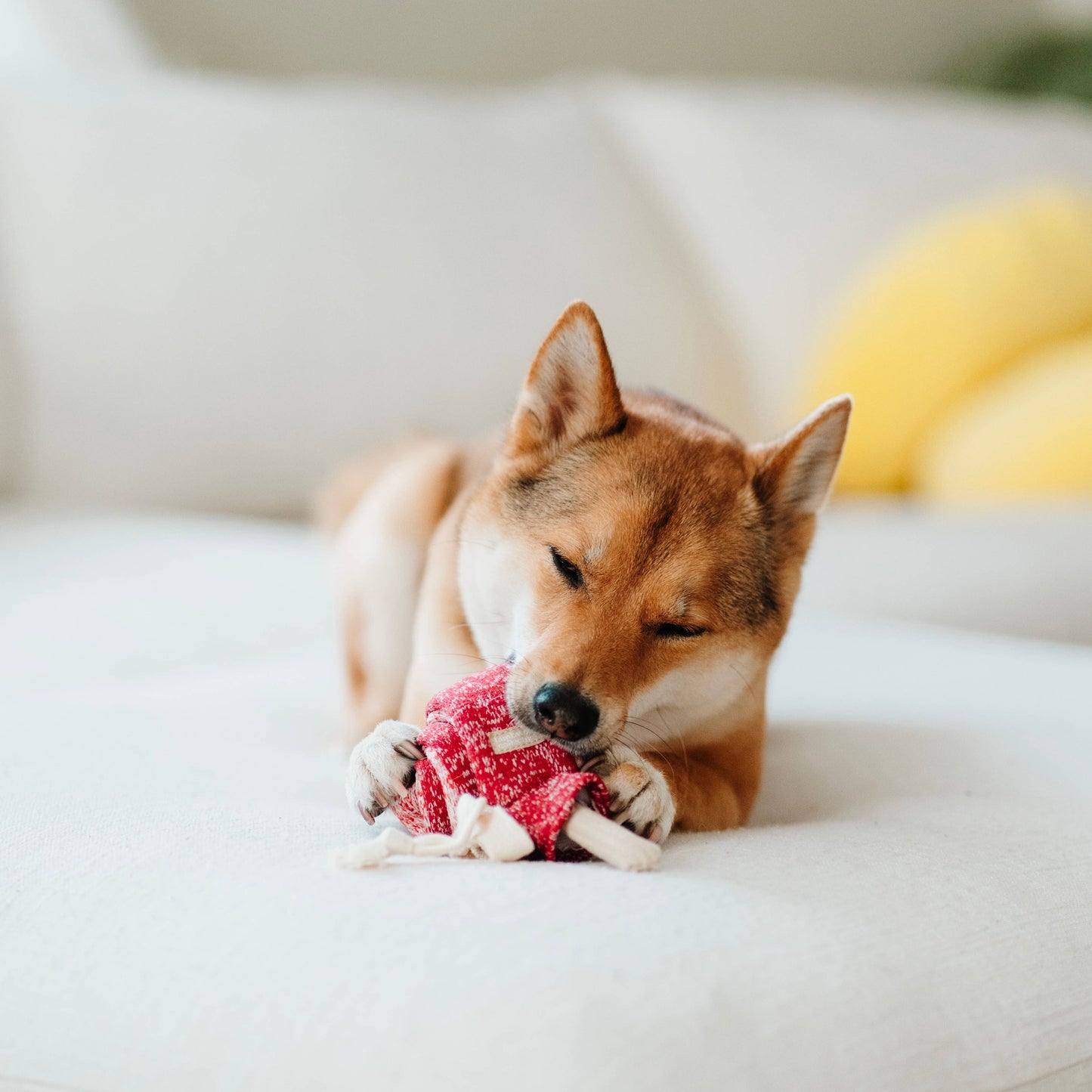 Knoten für vier Pfoten Hundespielzeug Lolly