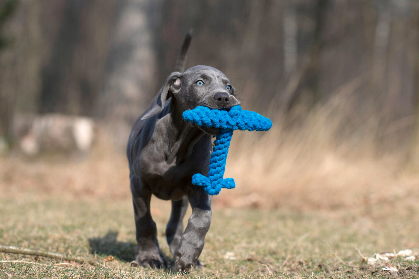 Knoten für vier Pfoten Hundespielzeug Anker Blau Laboni