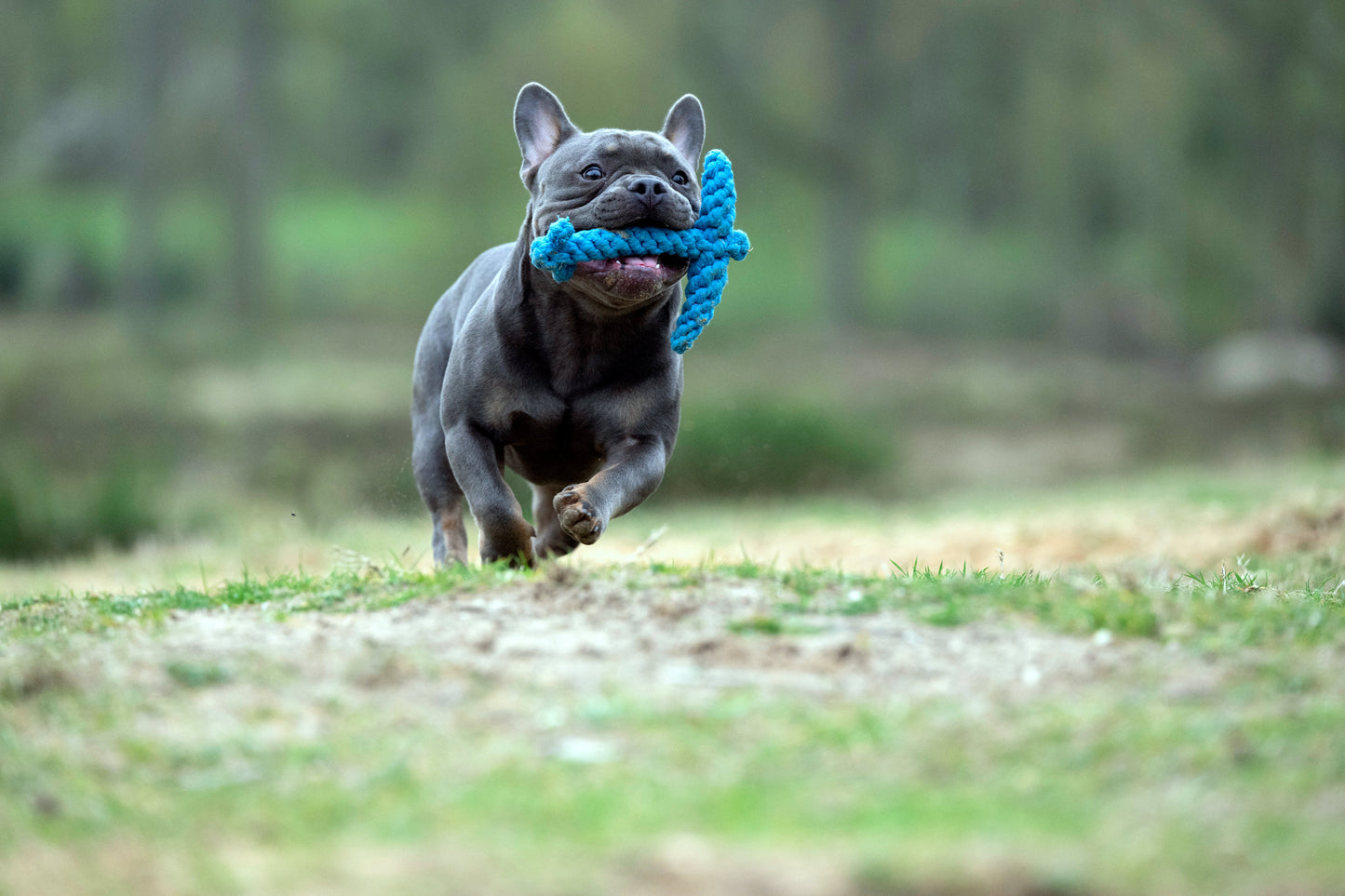 Knoten für vier Pfoten Hundespielzeug Anker Blau Laboni