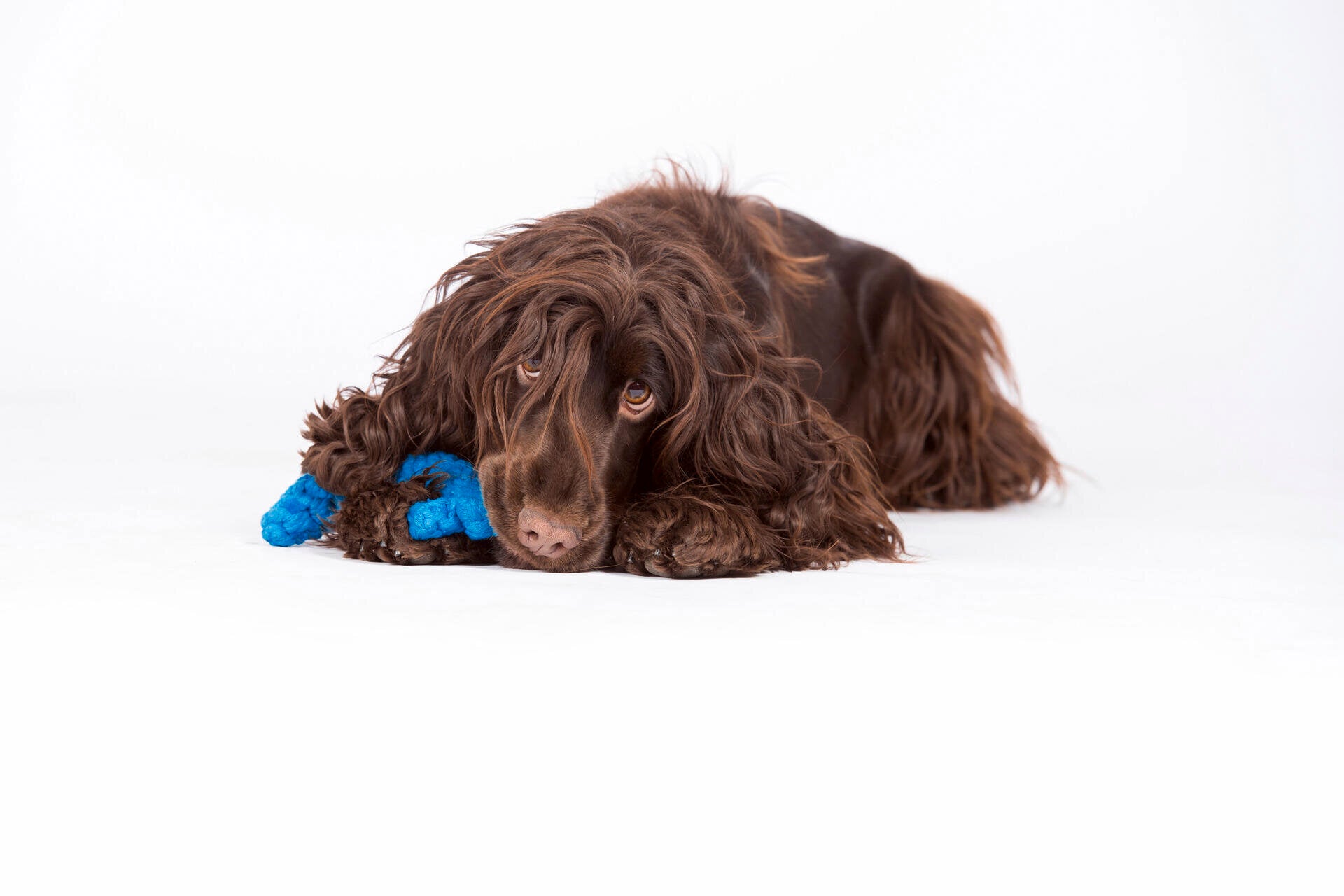 Knoten für vier Pfoten Hundespielzeug Anker Blau Laboni