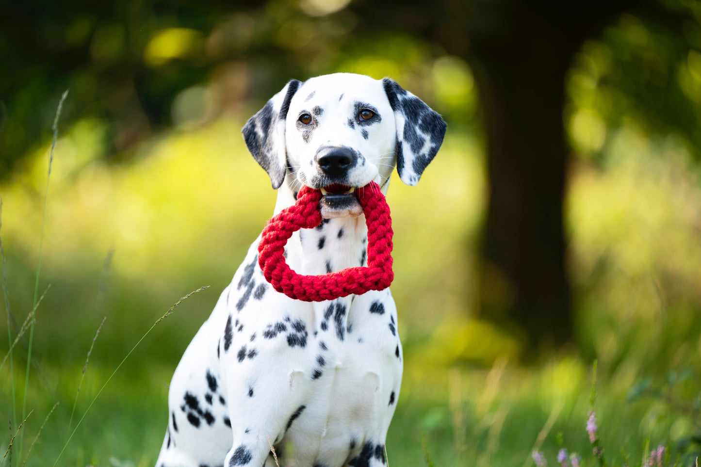 Laboni Hundespielzeug Herz Rot