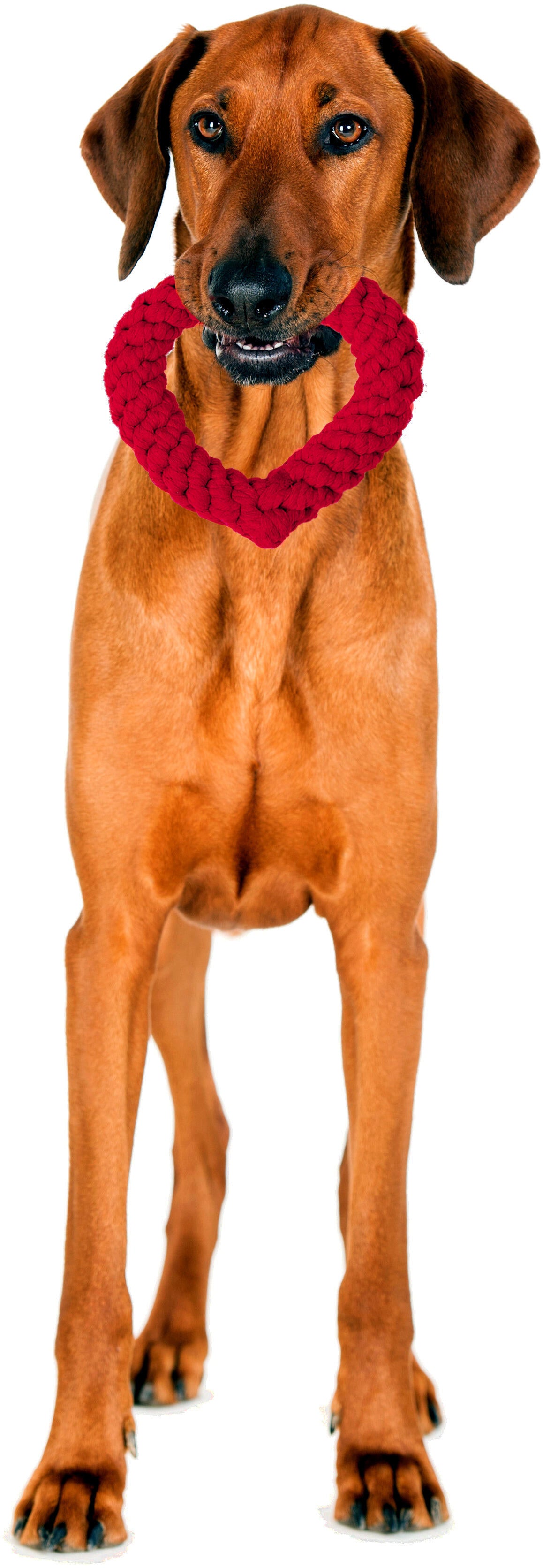 Laboni Hundespielzeug Herz Rot