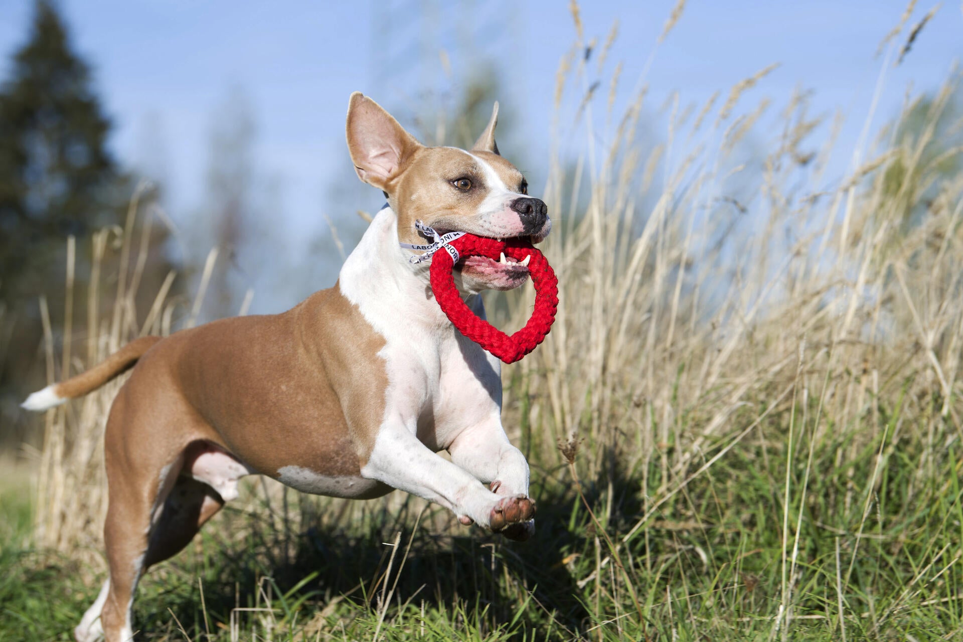 Laboni Hundespielzeug Herz Rot