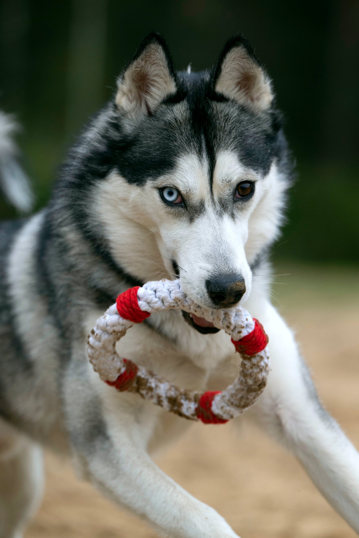 Knoten für vier Pfoten Hundespielzeug Rettungsring weiß rot Laboni