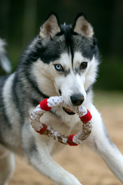 Knoten für vier Pfoten Hundespielzeug Rettungsring weiß rot Laboni