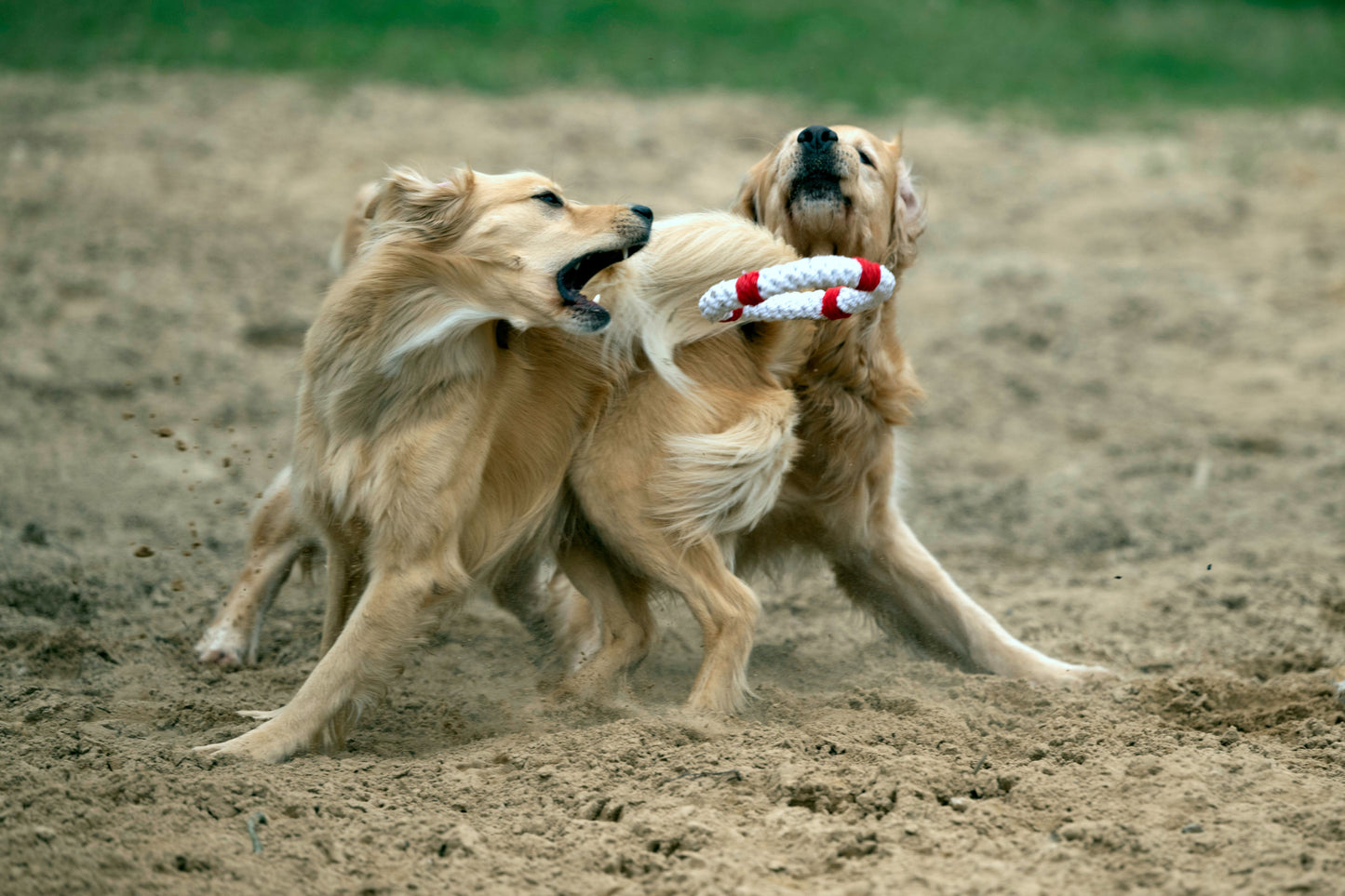 Knoten für vier Pfoten Hundespielzeug Rettungsring weiß rot Laboni