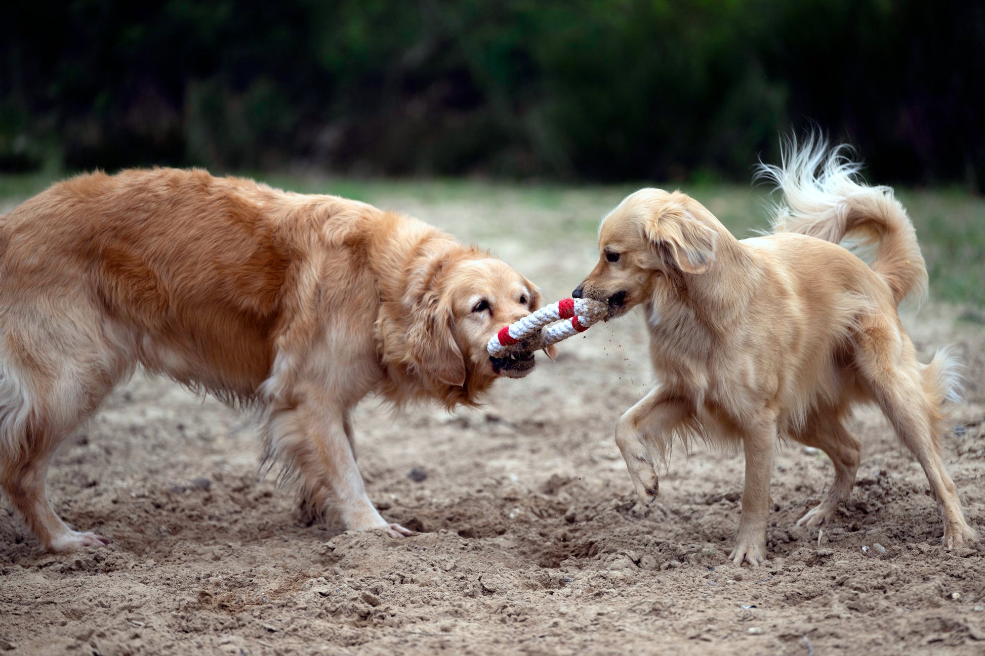Knoten für vier Pfoten Hundespielzeug Rettungsring weiß rot Laboni