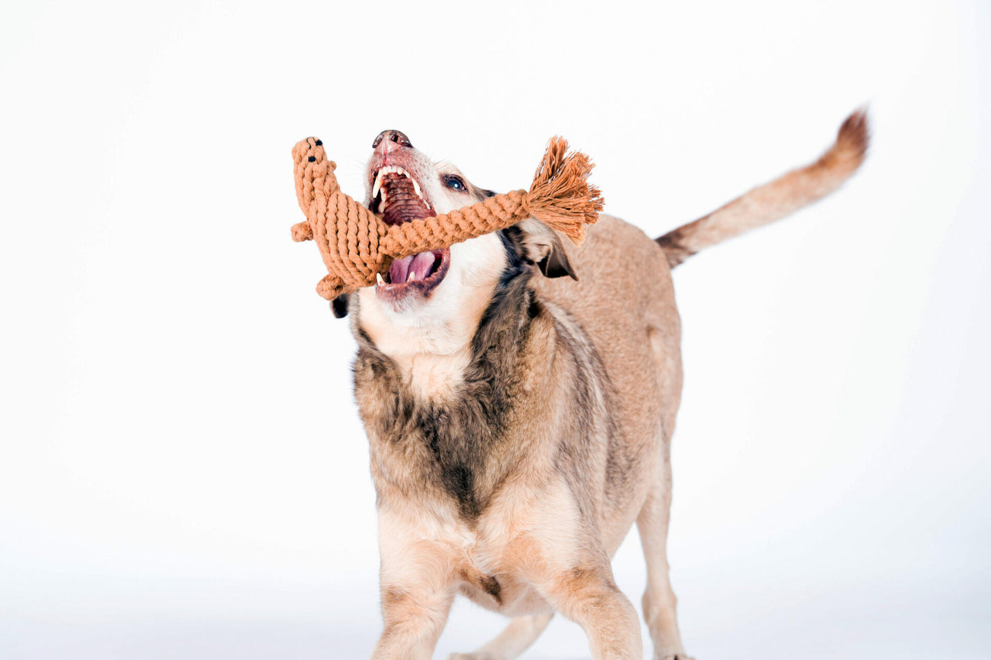Laboni Hundespielzeug Eichhörnchen braun 