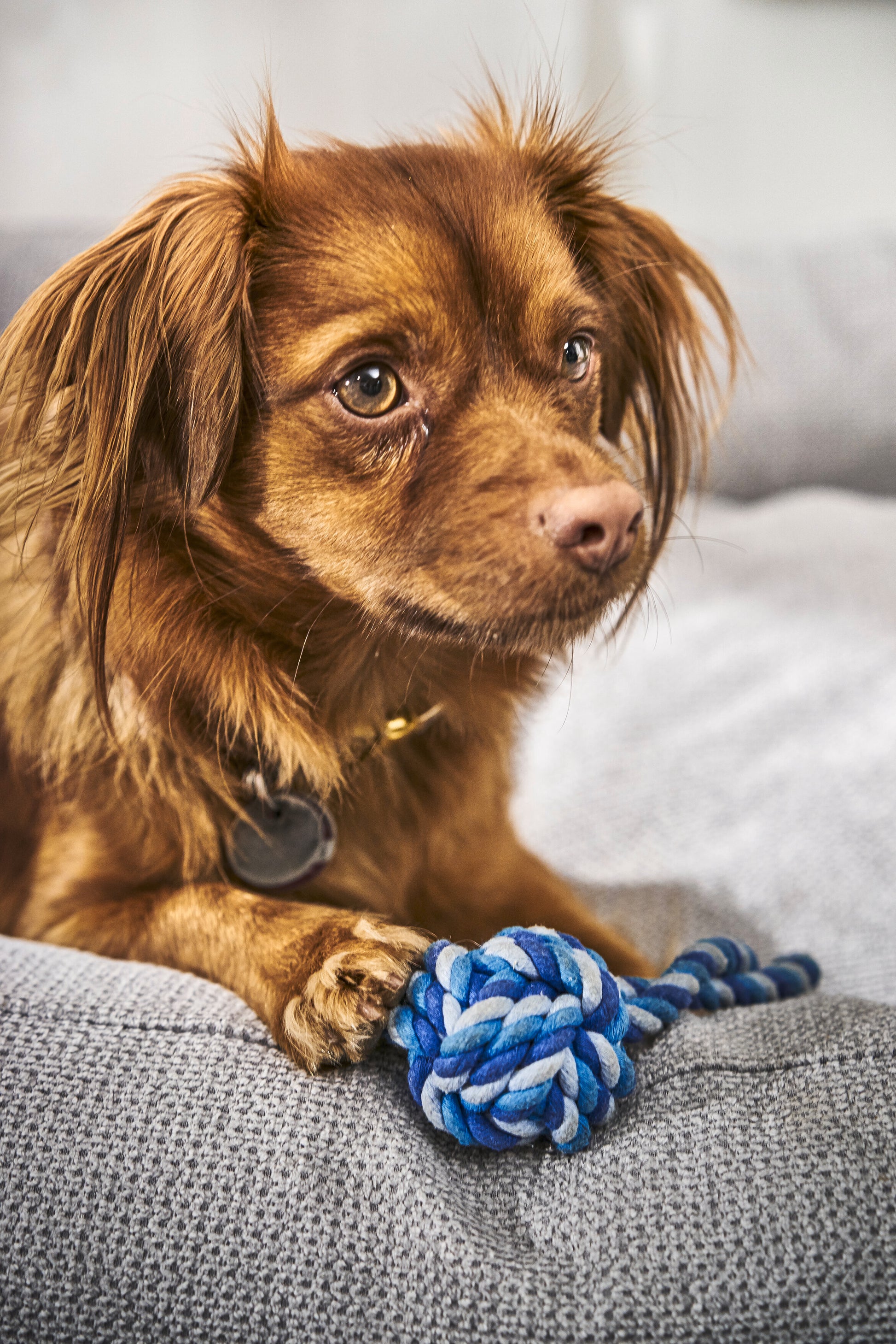 Hund mit Blauem Schleuderball