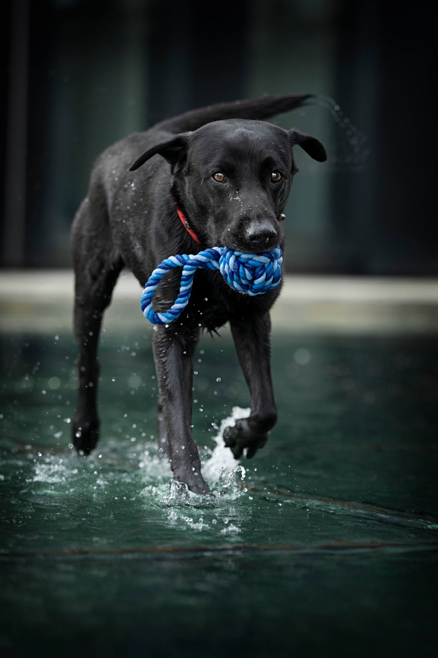 Schwarzer Hund mit Blauem Schleuderball aus Baumwolle zum Werfen und Kauen 