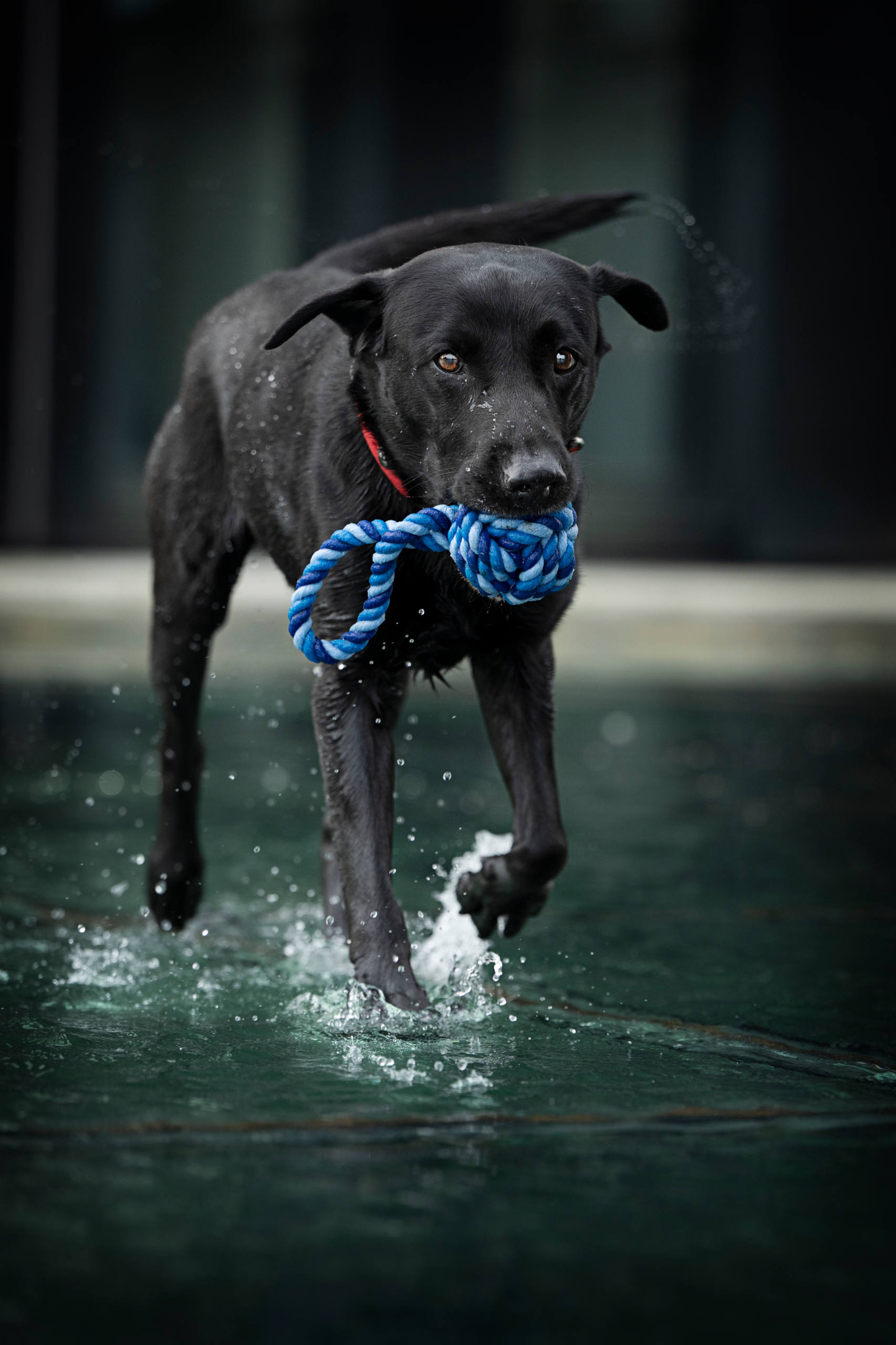 Schwarzer Hund mit Blauem Schleuderball aus Baumwolle zum Werfen und Kauen 