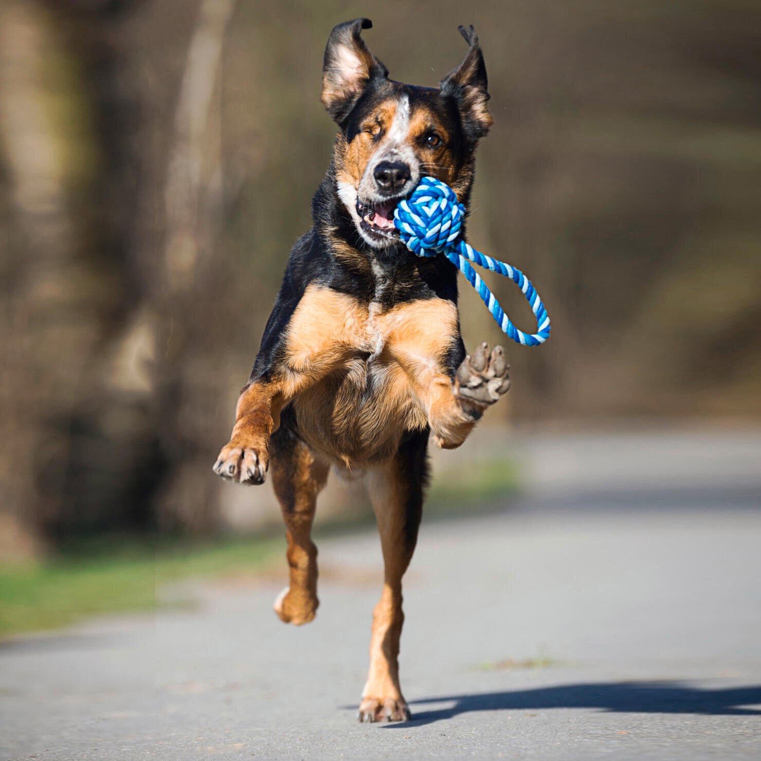 Hund mit Blauem Schleuderball aus Baumwolle zum Werfen und Kauen 