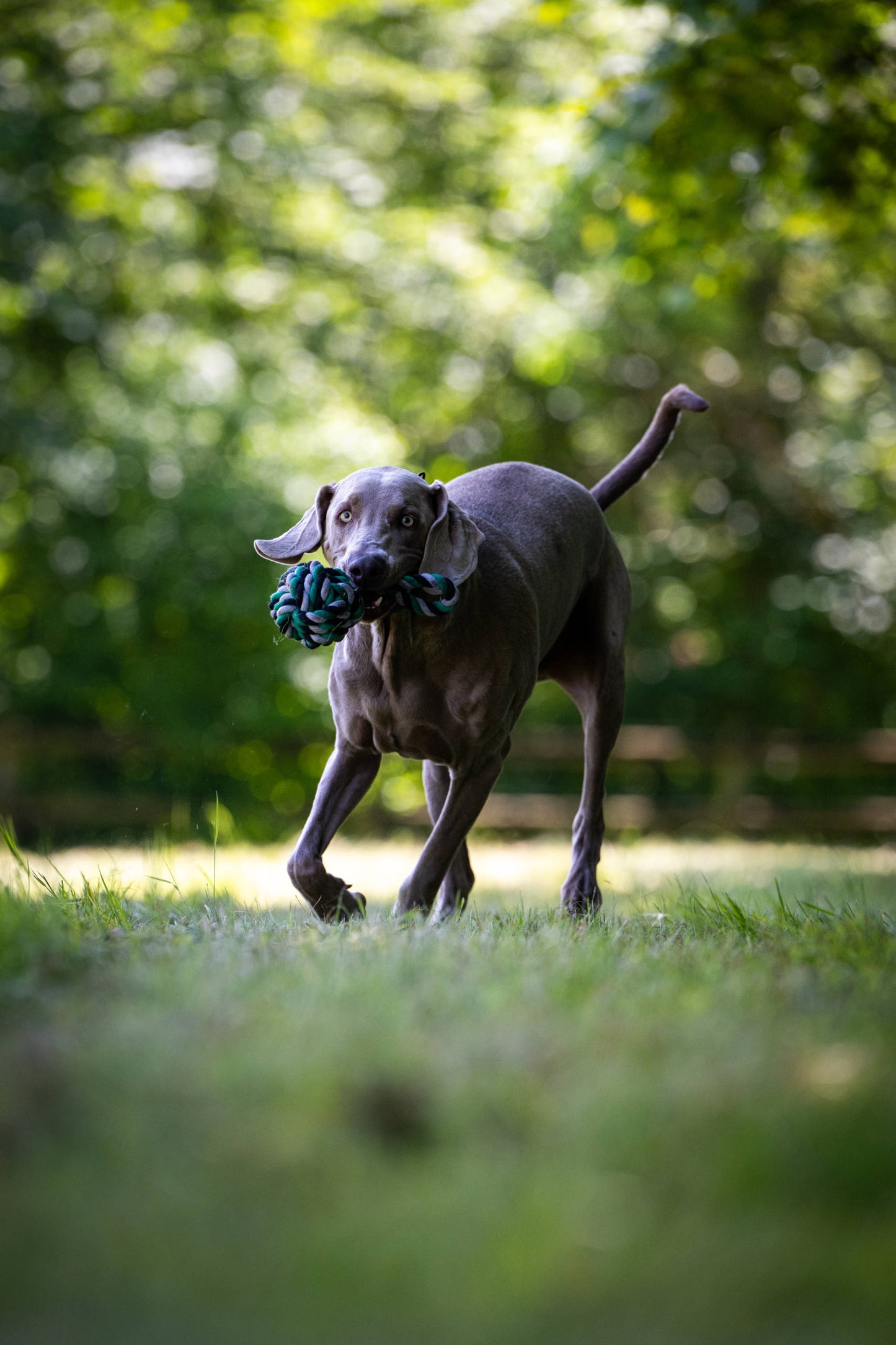 Knoten für vier Pfoten Hundespielzeug Schleuderball Grün Weiß Schwarz Laboni