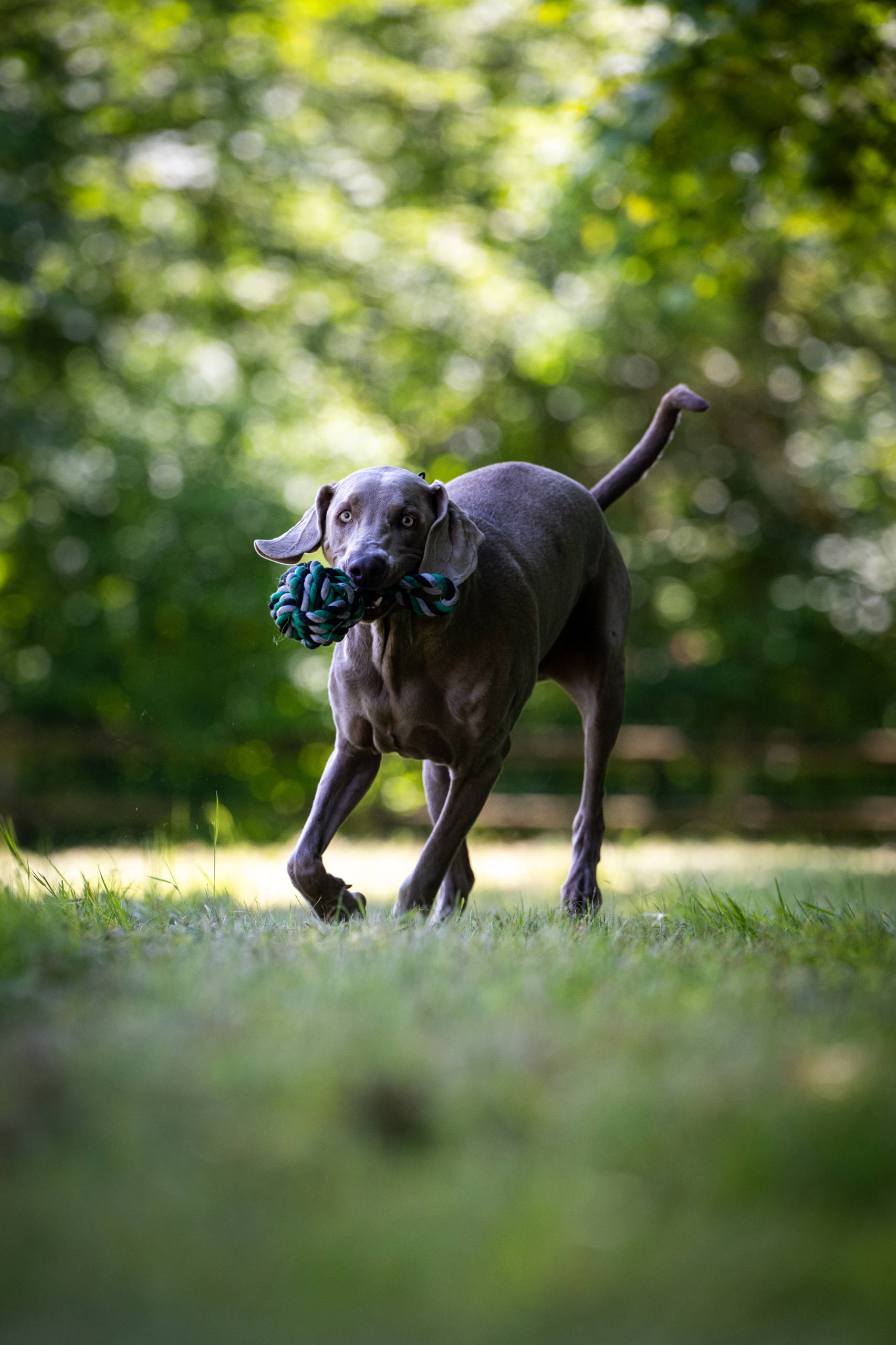 Knoten für vier Pfoten Hundespielzeug Schleuderball Grün Weiß Schwarz Laboni