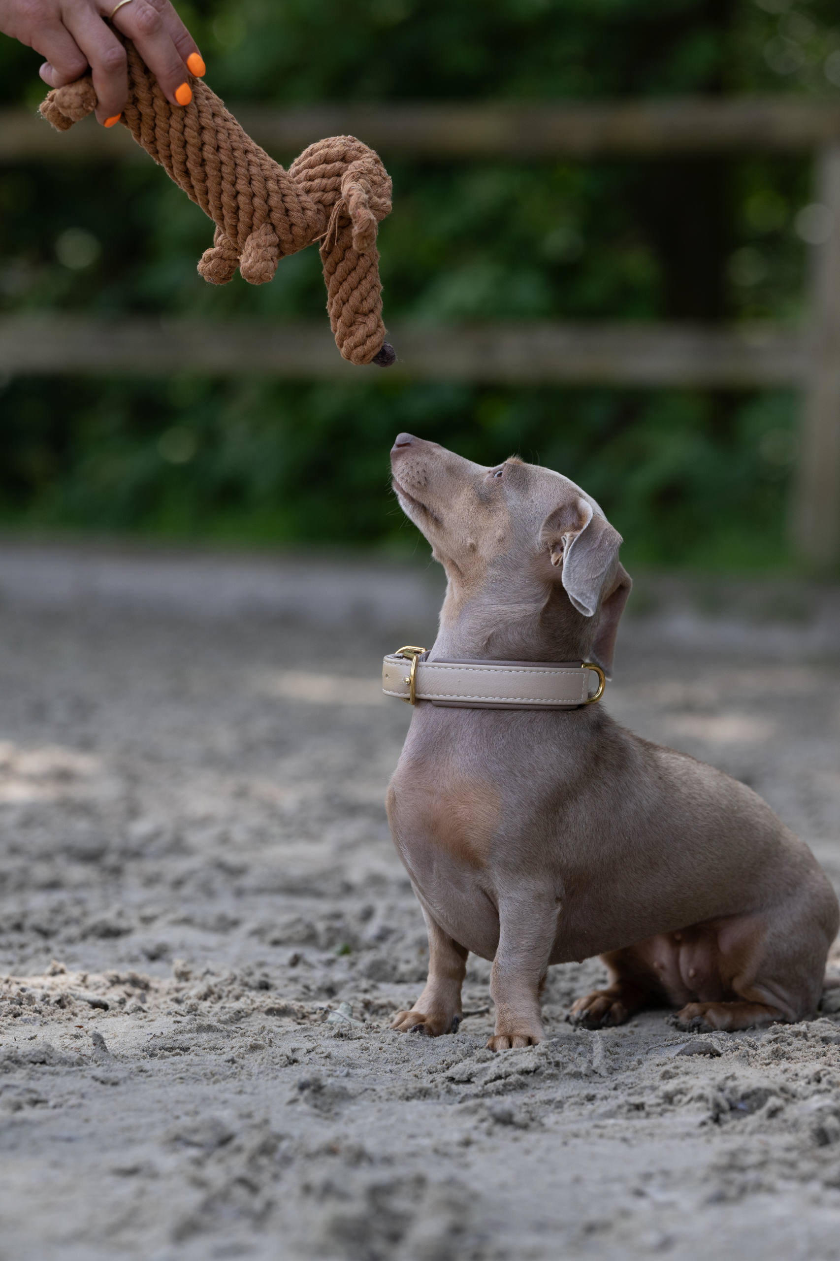 Knoten für vier Pfoten Hundespielzeug Dackel braun Laboni 