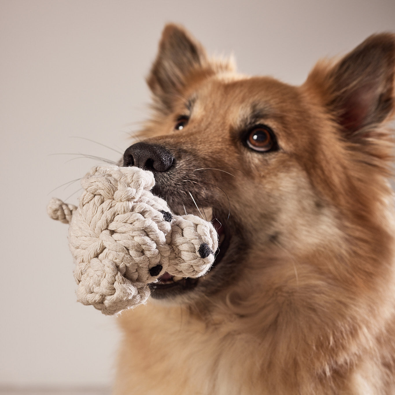 Tapsi der Retriever Welpe - Hundespielzeug von Laboni
