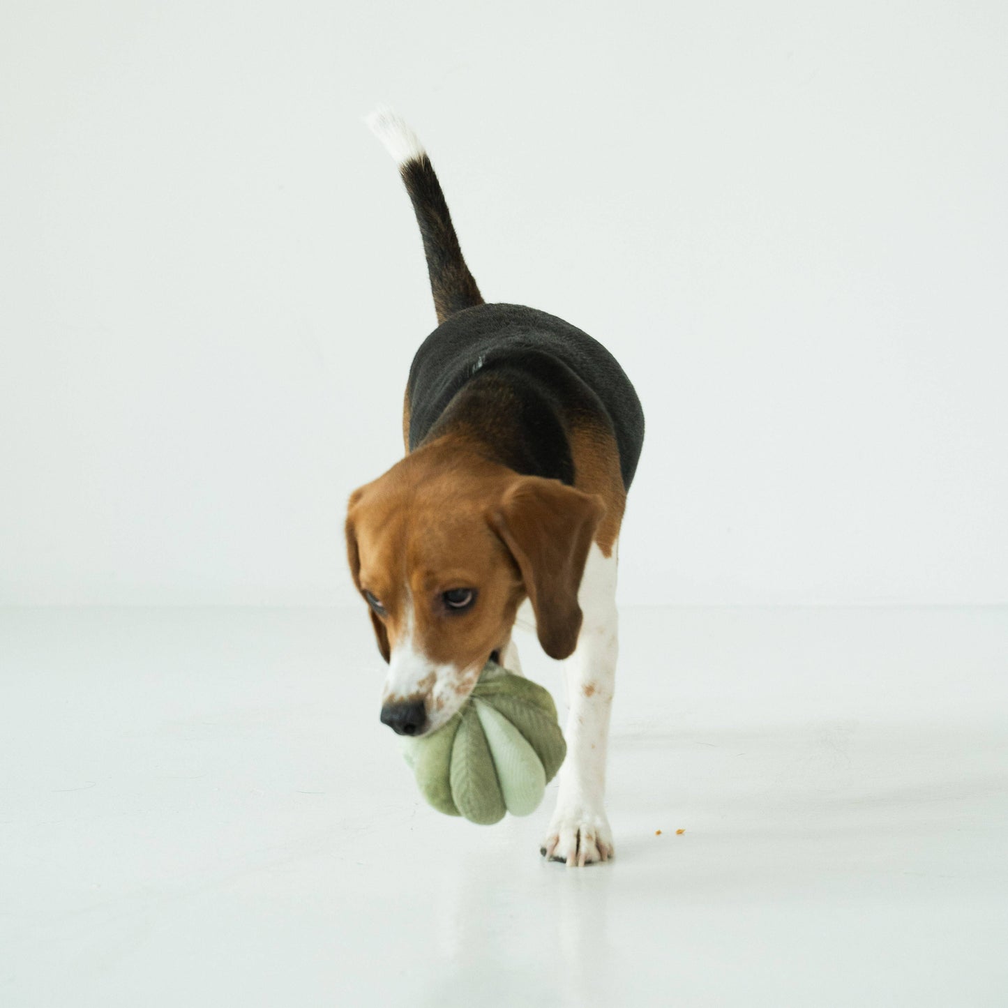 Knoten für vier Pfoten Hundespielzeug Toto 