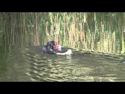 Chuckit Amphibious Bumper Mittel