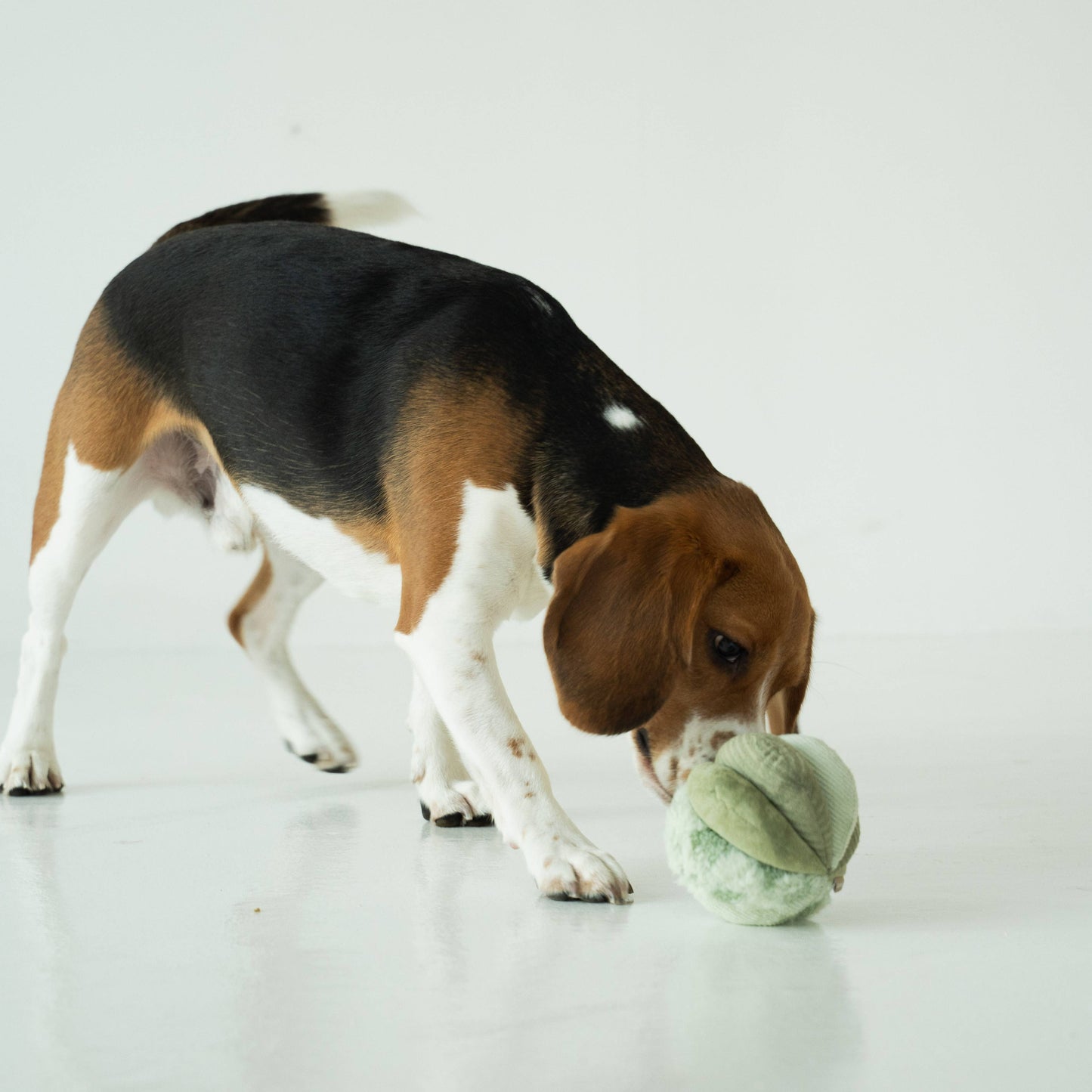 Knoten für vier Pfoten Hundespielzeug Toto 