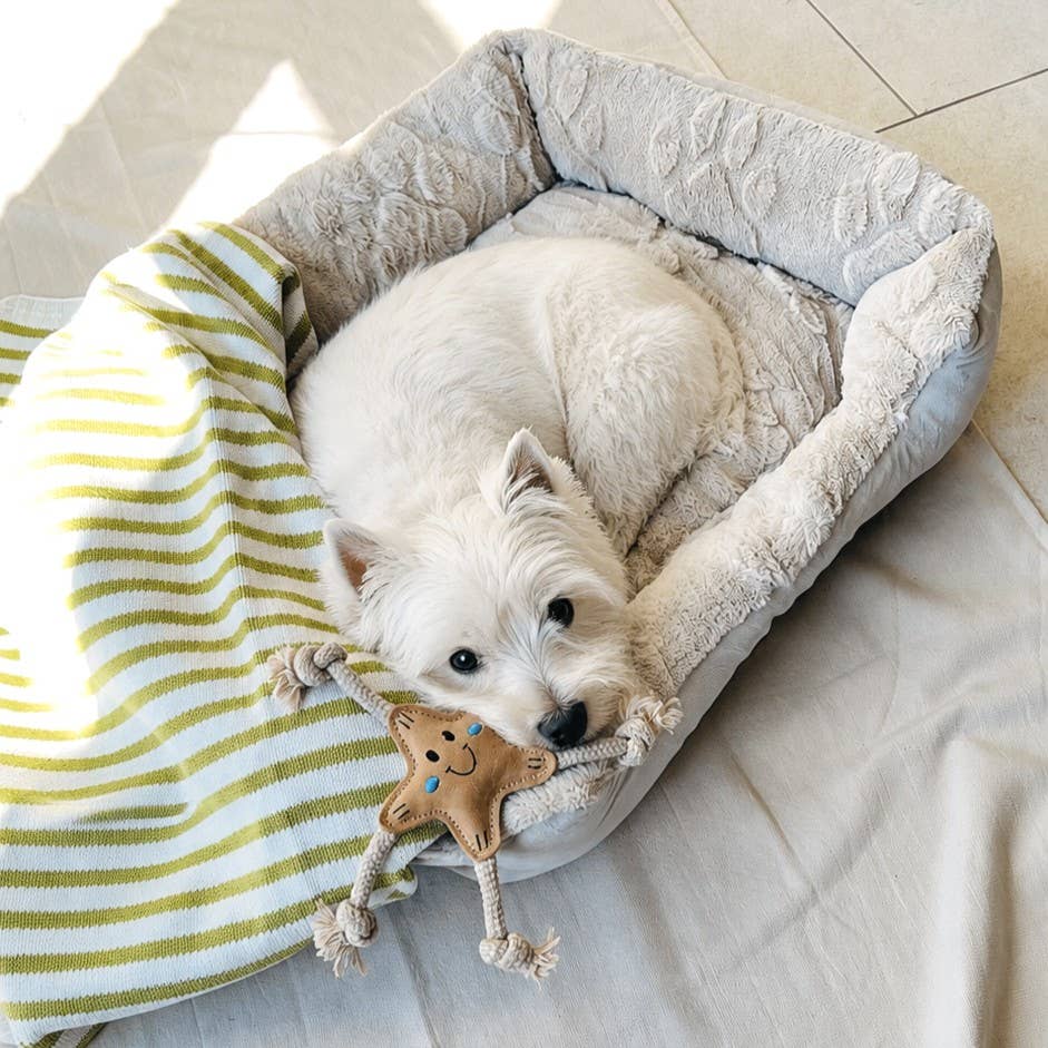 Stellina Sommer-Edition für kleine Hunde ⭐