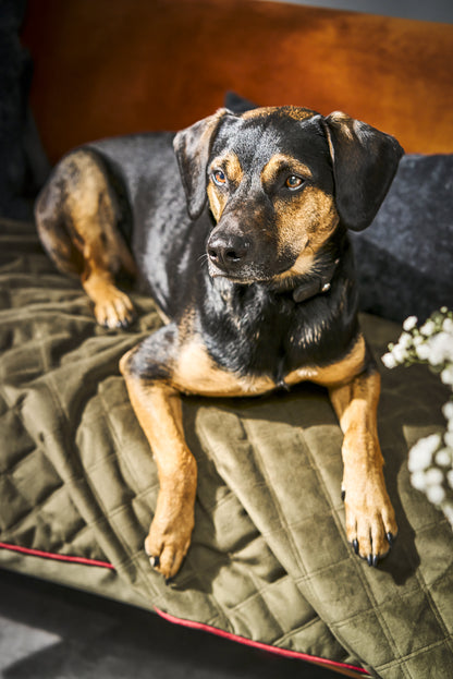 Hundedecke  Olive / Grau