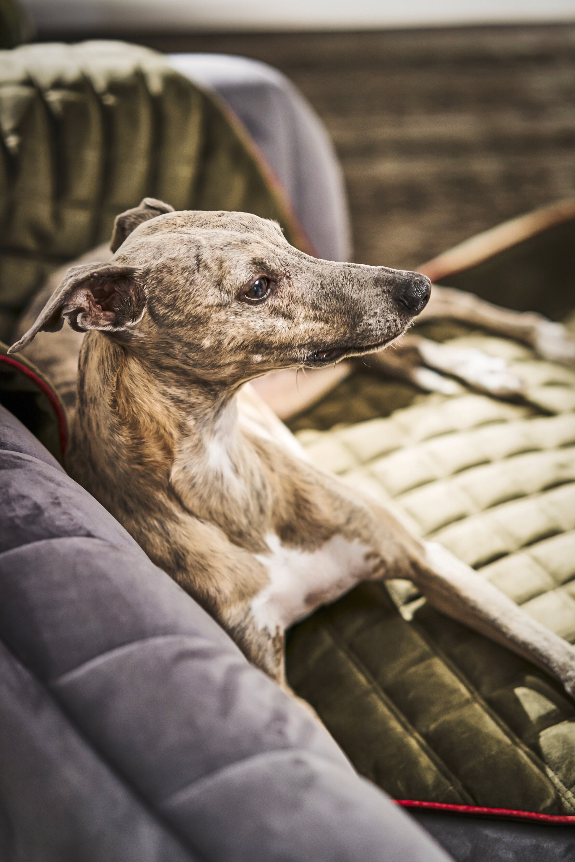Hundedecke  Olive / Grau