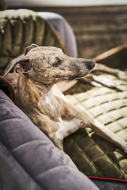Hundedecke  Olive / Grau