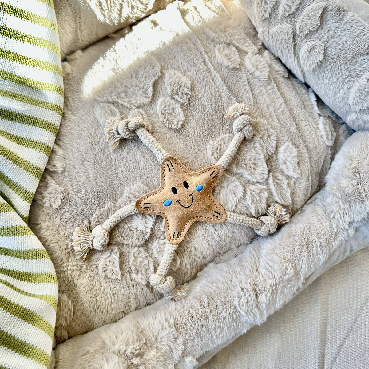 Stellina Sommer-Edition für kleine Hunde ⭐