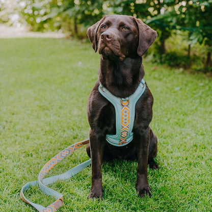 Knoten für vier Pfoten Hundegeschirr Hey Lana