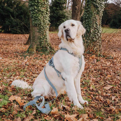 Knoten für vier Pfoten Hundegeschirr Anthrazit Hey Lana