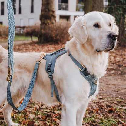 Knoten für vier Pfoten Hundegeschirr Anthrazit Hey Lana