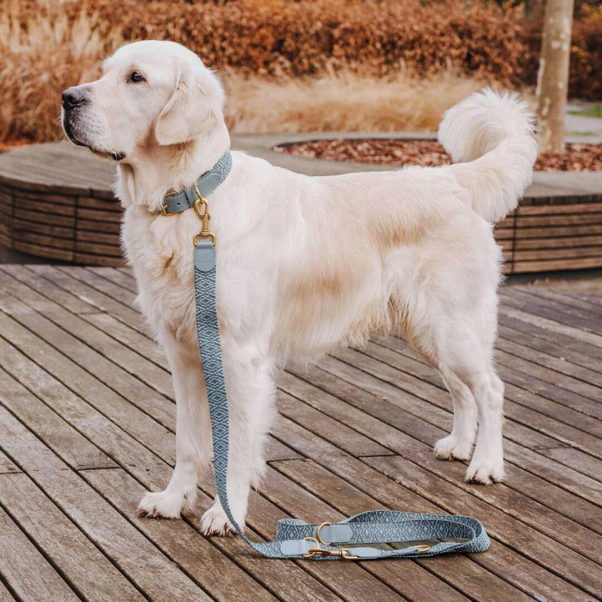  Knoten für vier Pfoten Hundehalsband Leder Anthrazit Hey Lana