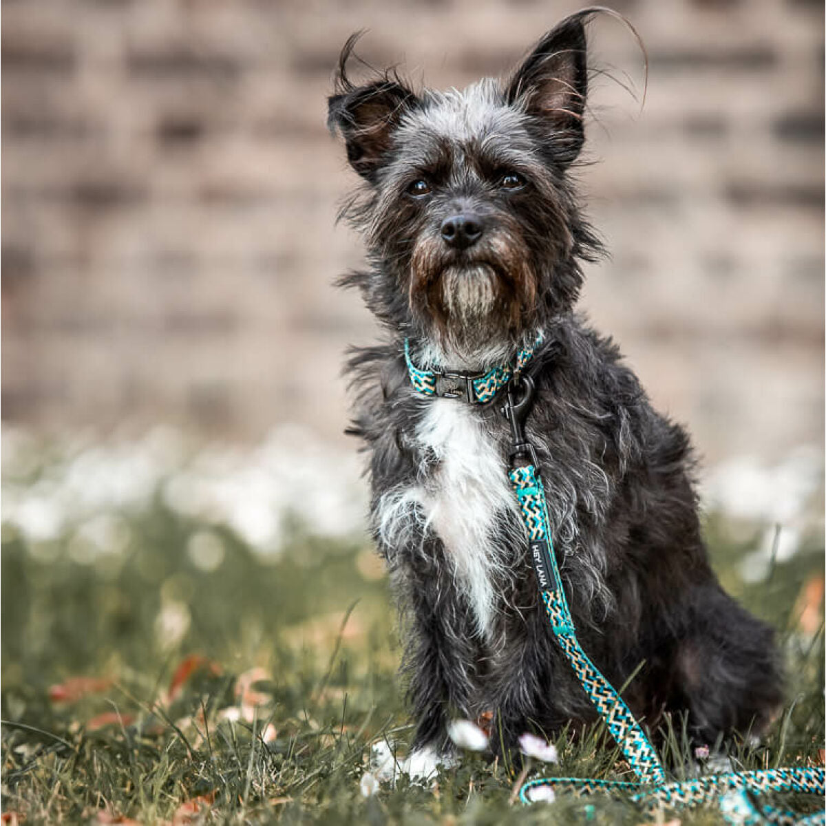 Knoten für vier Pfoten Hundehalsband  Leine Kunterbunt Hey Lana