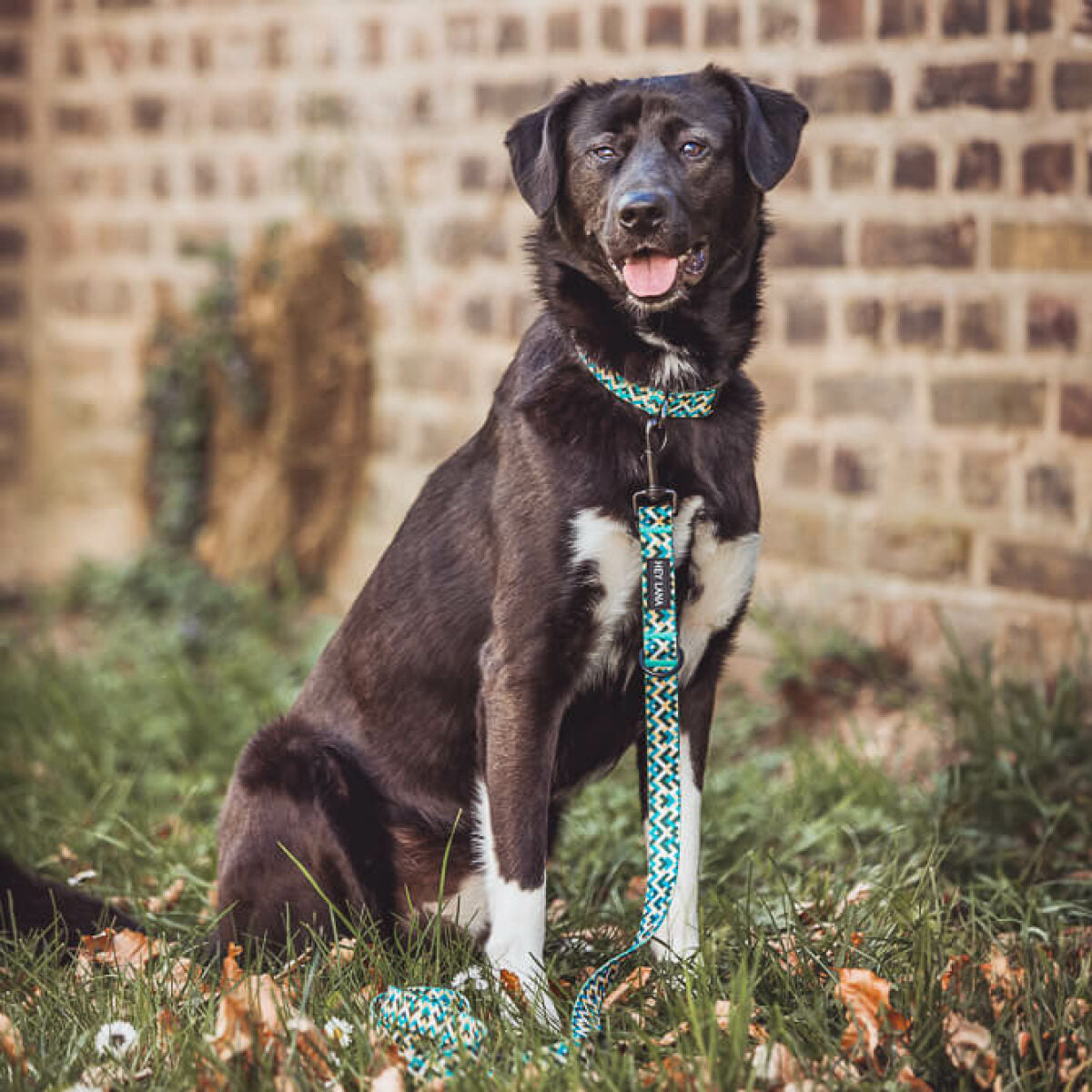 Knoten für vier Pfoten Hundehalsband  Leine Kunterbunt Hey Lana