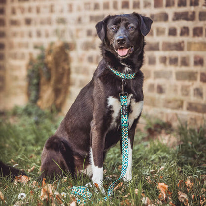 Knoten für vier Pfoten Hundehalsband  Leine Kunterbunt Hey Lana