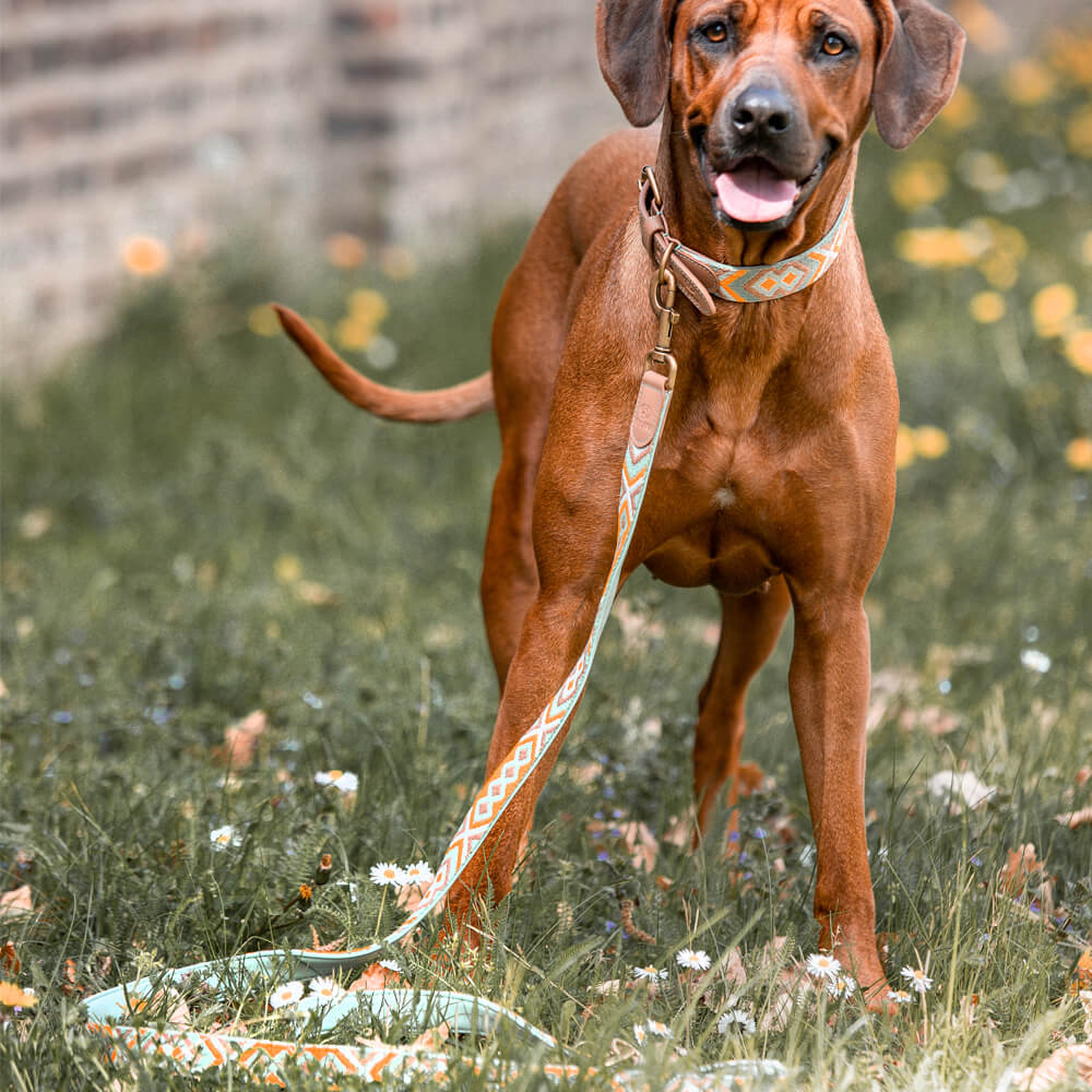 Knoten für vier Pfoten Hundehalsband  mint orange Hey Lana