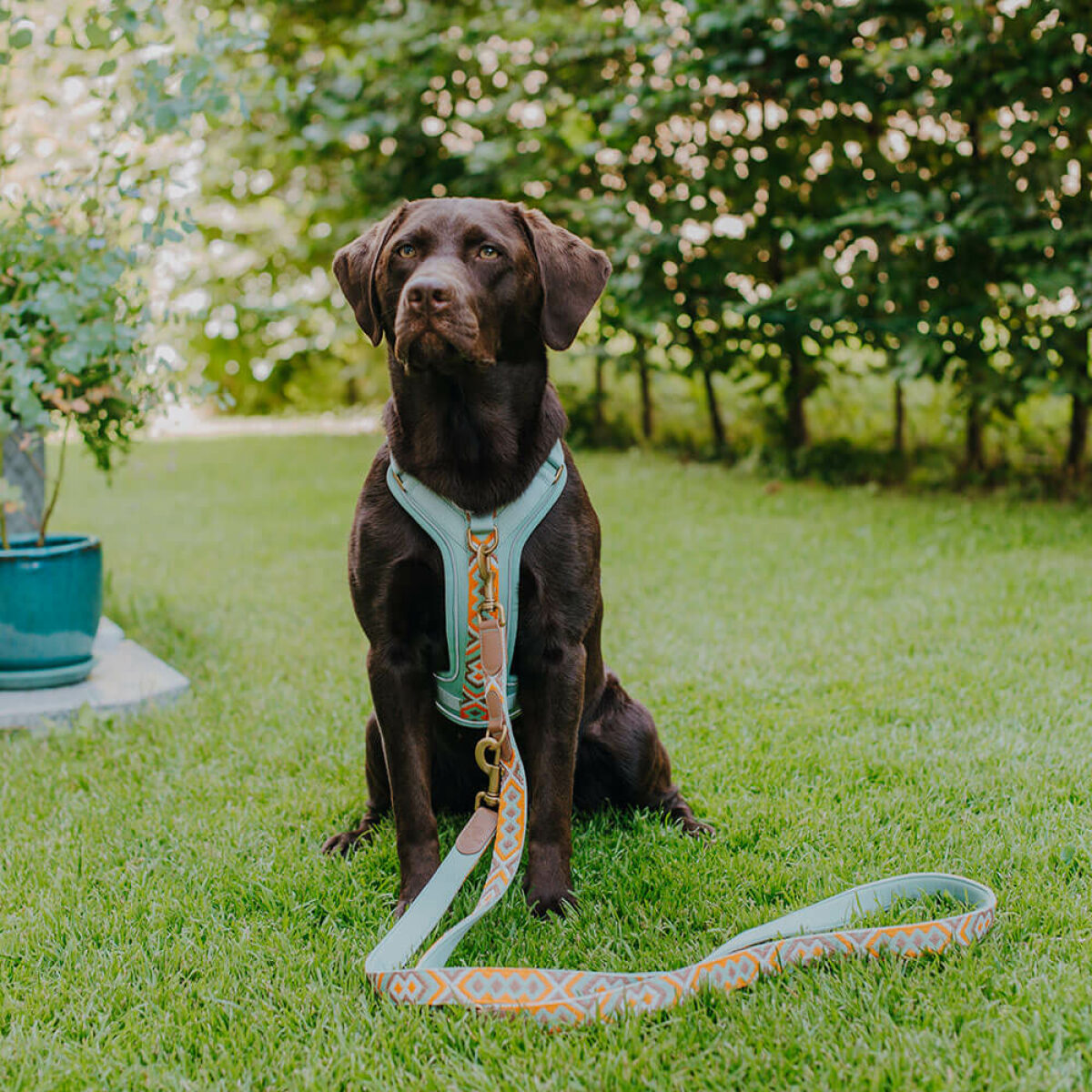 Hundegeschirr mint orange Hey Lana 