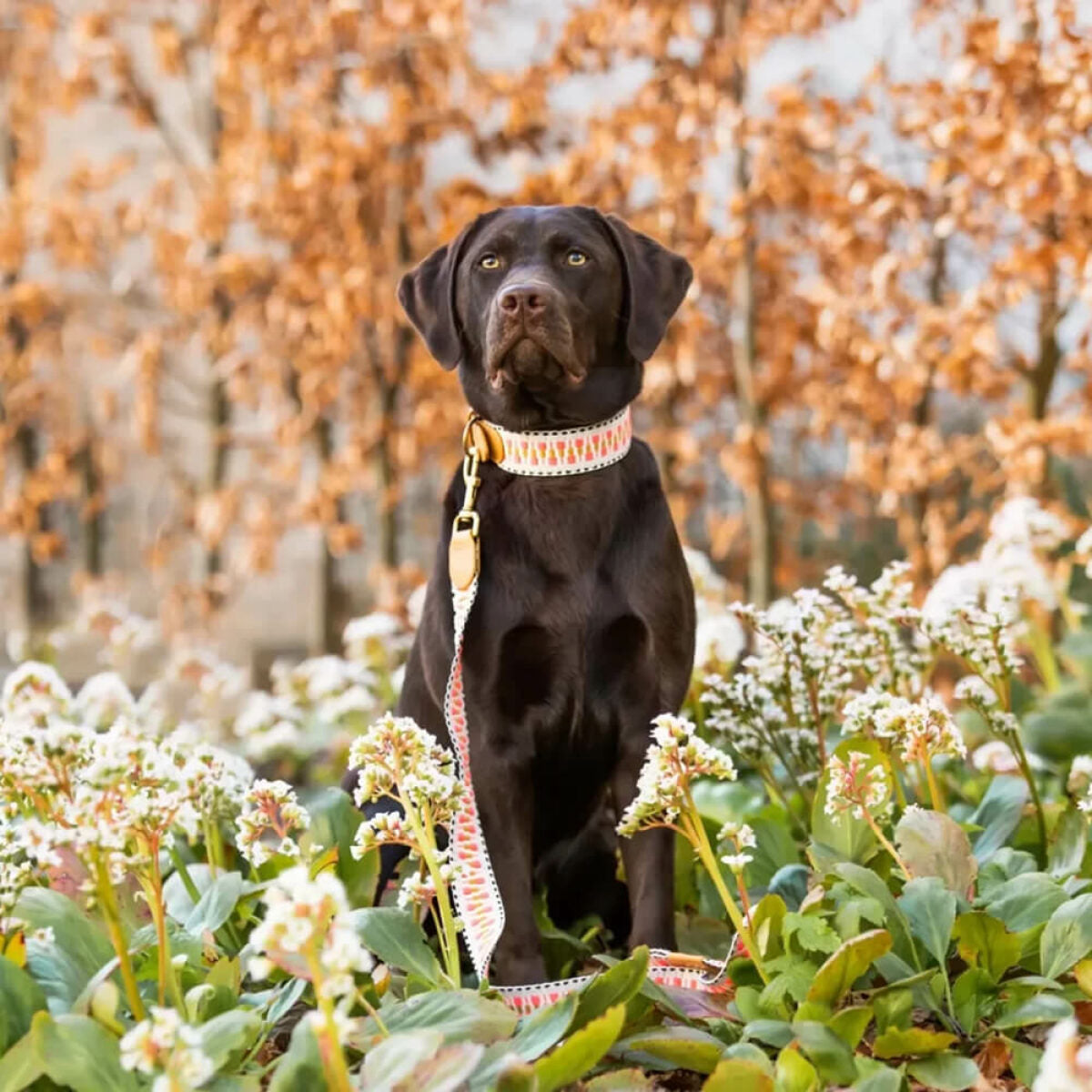 Knoten für vier Pfoten Hundehalsband  Lein Pink Beige Hey Lana