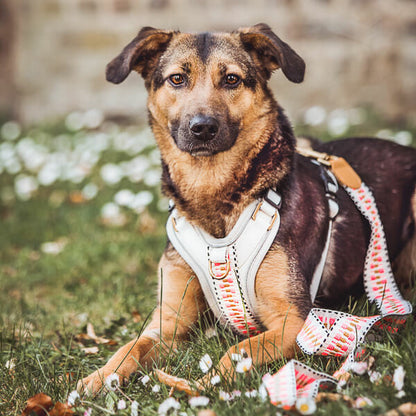 Hundeleine  Hundegeschirr pink  beige Hey Lana