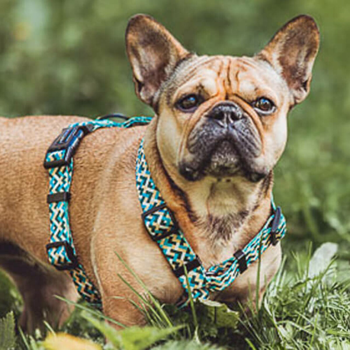 Hundegeschirr hellblau gelb kariert