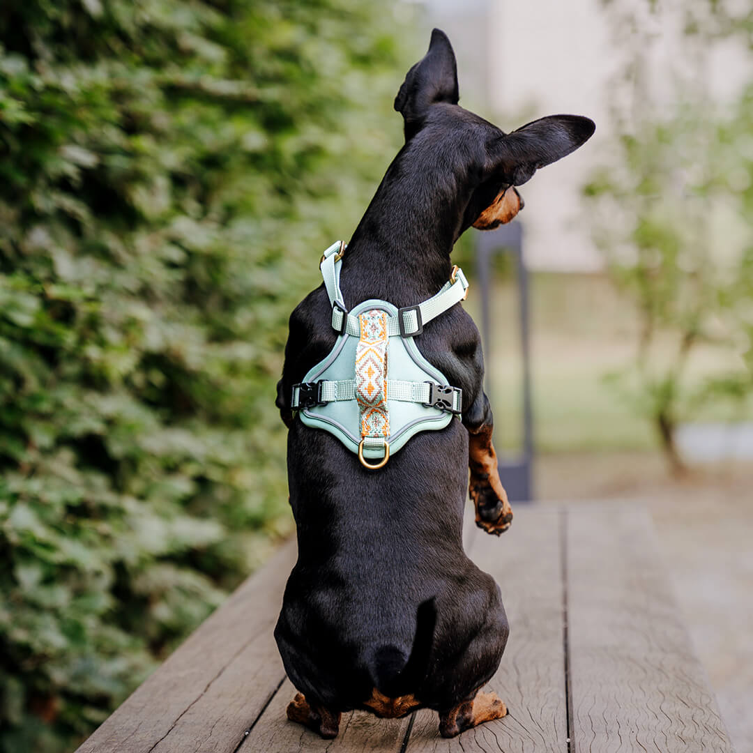 Knoten für vier Pfoten Hundegeschirr Hey Lana