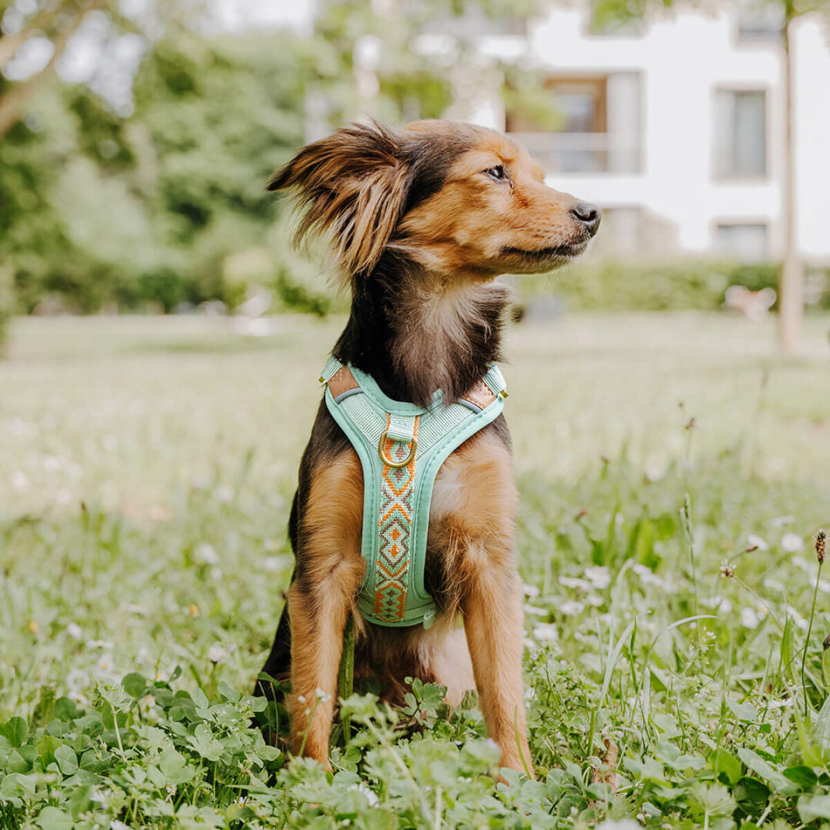 Knoten für vier Pfoten Hundegeschirr Hey Lana