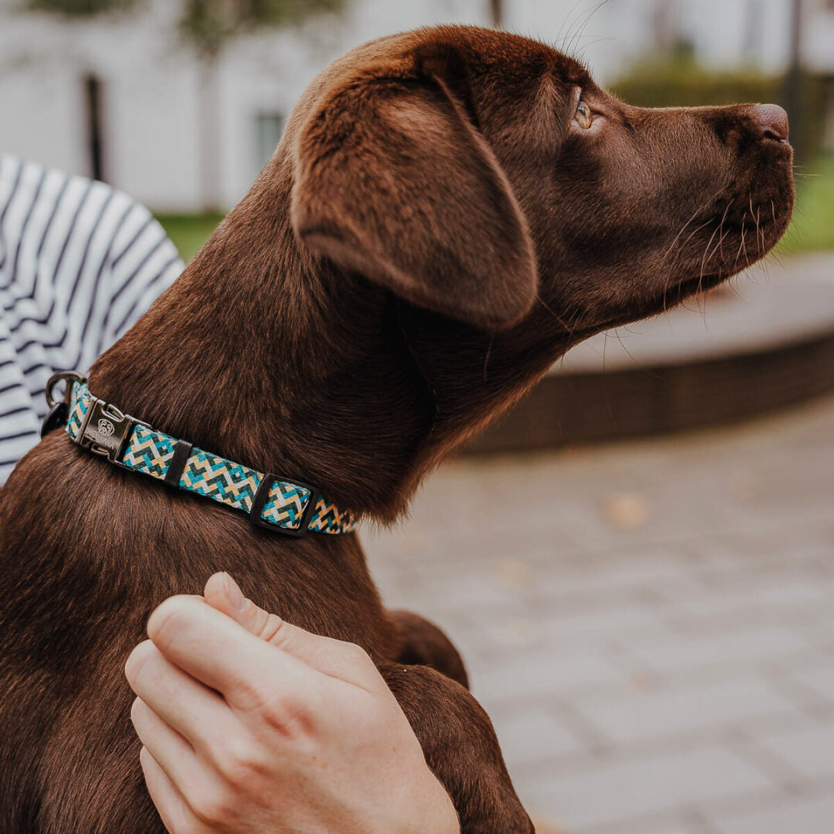 Knoten für vier Pfoten Hundehalsband  Kunterbunt Hey Lana