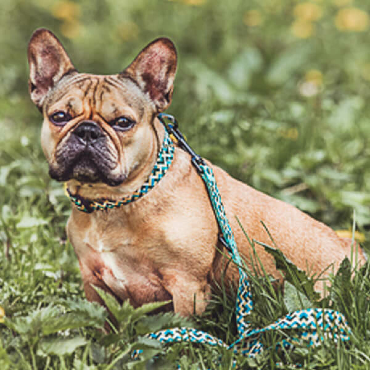 Knoten für vier Pfoten Hundehalsband  Leine Kunterbunt Hey Lana