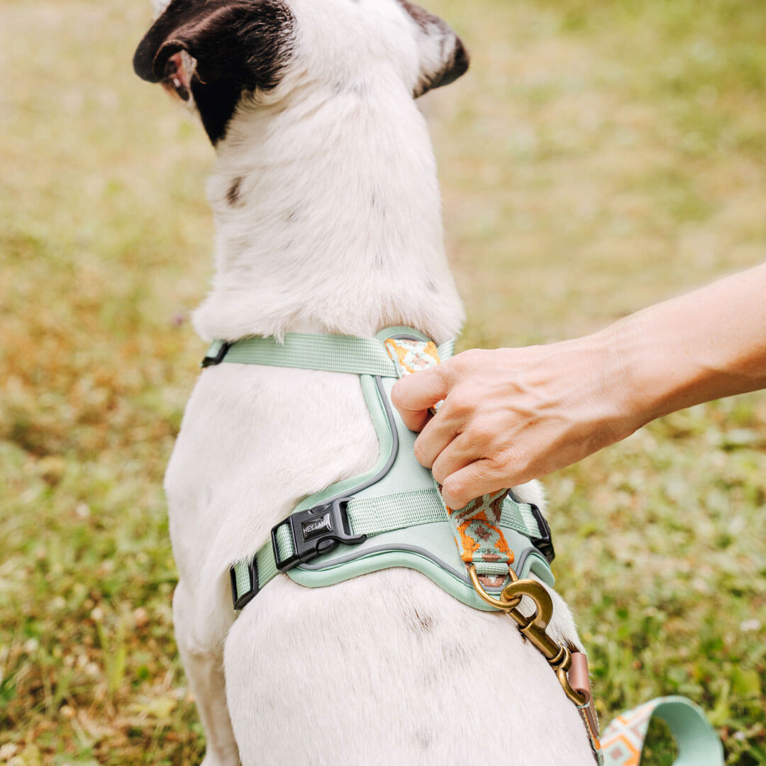 Knoten für vier Pfoten Hundegeschirr Hey Lana