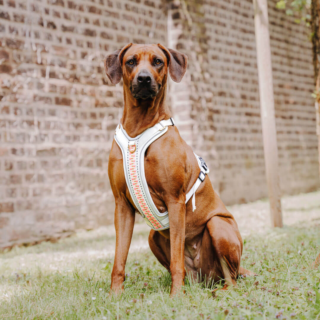 Knoten für vier Pfoten Hundegeschirr Hey Lana