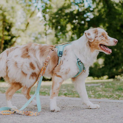 Knoten für vier Pfoten Hundegeschirr Hey Lana