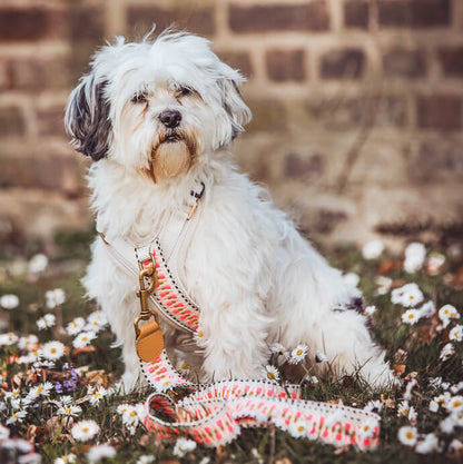 Hundegeschirr  pink  beige Hey Lana
