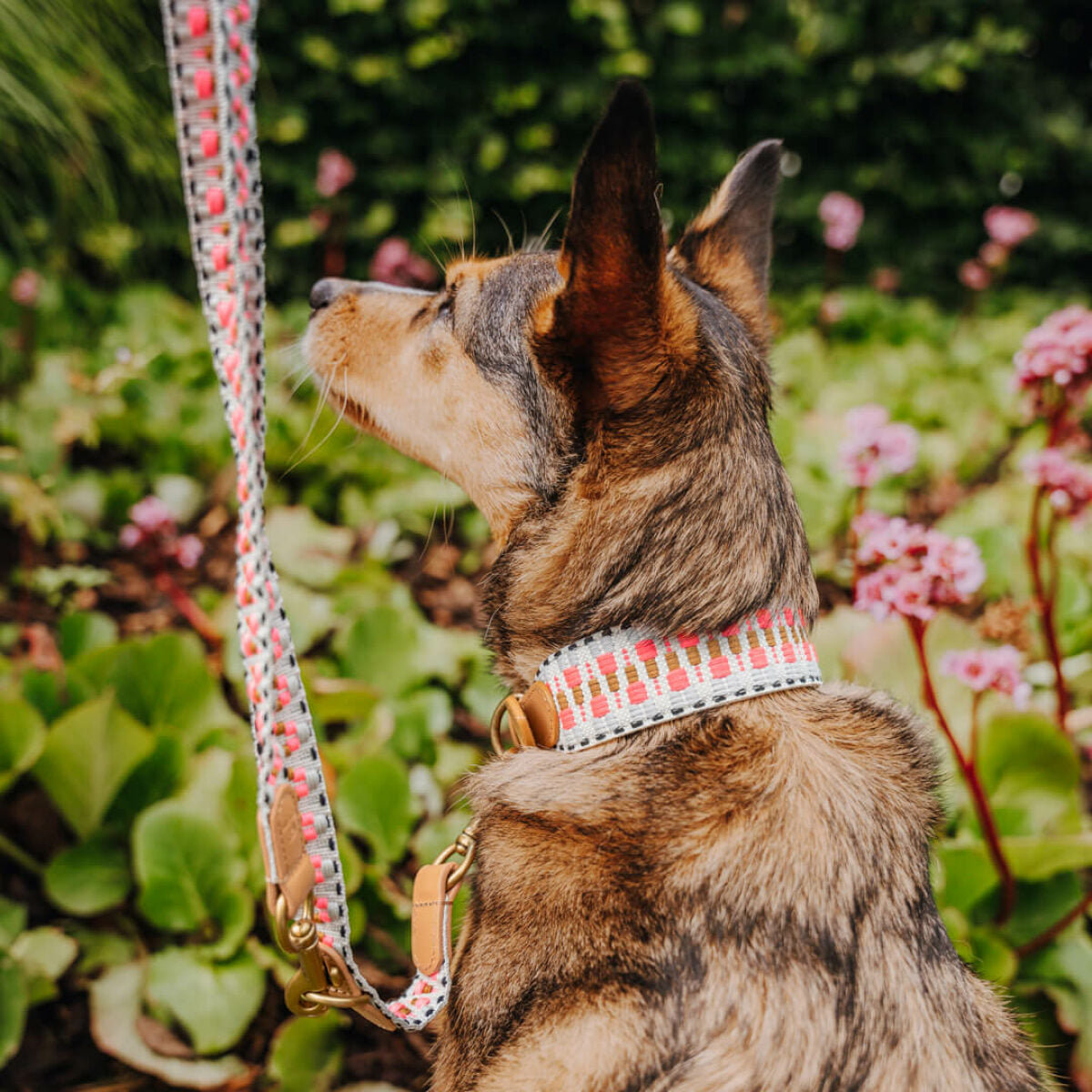 Knoten für vier Pfoten Hundehalsband  Pink Beige Hey Lana