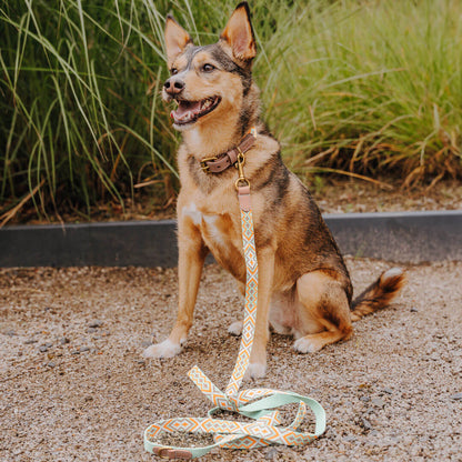 Hundehalsband  mint orange  Hey Lana